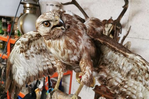 Brockenhaus Olten - Brockenhaus Wangen bei Olten - Brockenhaus Kappel - Brockenhaus Rickenbach - Brockenhaus Hägendorf - Brockenhaus Egerkingen - Brockenhaus Trimbach - Brockenhaus Starkirch - Brockenstube Olten - Brockenstube Wangen bei Olten - Brockenstube Kappel - Brockenstube Rickenbach - Brockenstube Hägendorf - Brockenstube Egerkingen - Brockenstube Trimbach - Brockenstube Starkirch - Hausräumung Olten - Hausräumung Wangen bei Olten - Hausräumung Kappel - Hausräumung Rickenbach - Hausräumung Hägendorf - Hausräumung Egerkingen - Hausräumung Trimbach - Hausräumung Starkirch - Wohnungsauflösung Olten - Wohnungsauflösung Wangen bei Olten - Wohnungsauflösung Kappel - Wohnungsauflösung Rickenbach - Wohnungsauflösung Hägendorf - Wohnungsauflösung Egerkingen - Wohnungsauflösung Trimbach - Wohnungsauflösung Starkirch